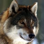 Les chiens : descendants de quelques loups
